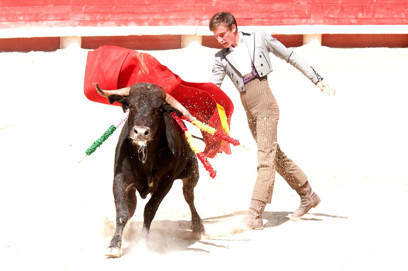 young men, men, Arena, males, domestic animals, 4K, pets, Bullfight, vertebrate, beaucaire, feria, performance, outdoors, domestic, Bull, cultures, livestock