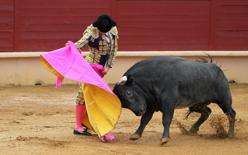 Matador, 1080P, Korea, bull