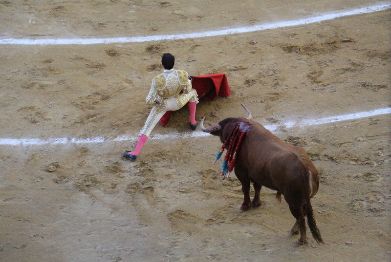 real people, standing, outdoors, courage, mammal, one animal, blood, people, pets, full length, cattle, rear view, matador de toros, vertebrate, torero