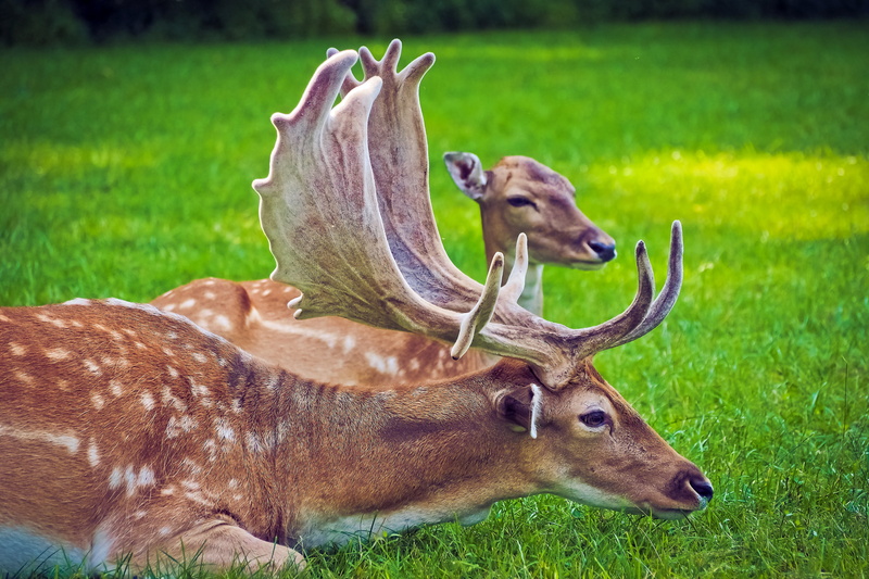 deer, mammal, animal wildlife, day, land, vertebrate, landscape, animal themes, laying, antler, animal, 4K, mood, no people, relaxation, animals in the wild