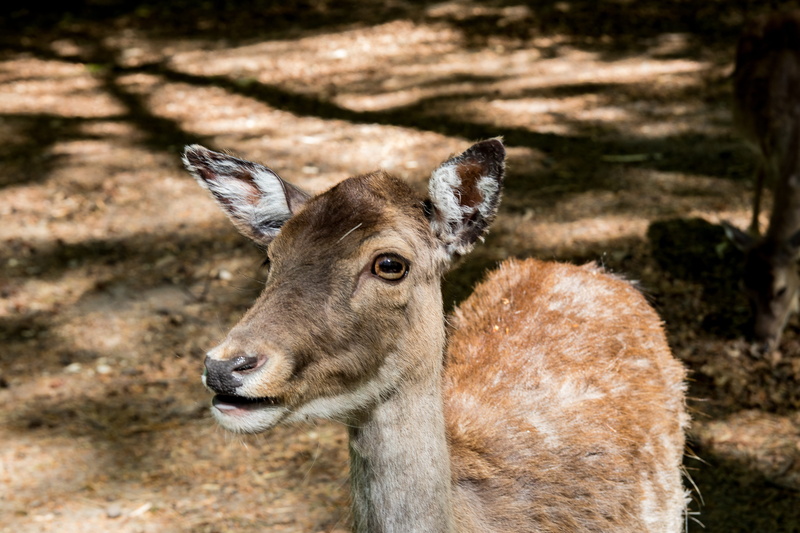 animal world, animal body part, day, vertebrate, animal head, portrait, herbivorous, 5K, animal, focus on foreground, wild animal, red deer, domestic animals