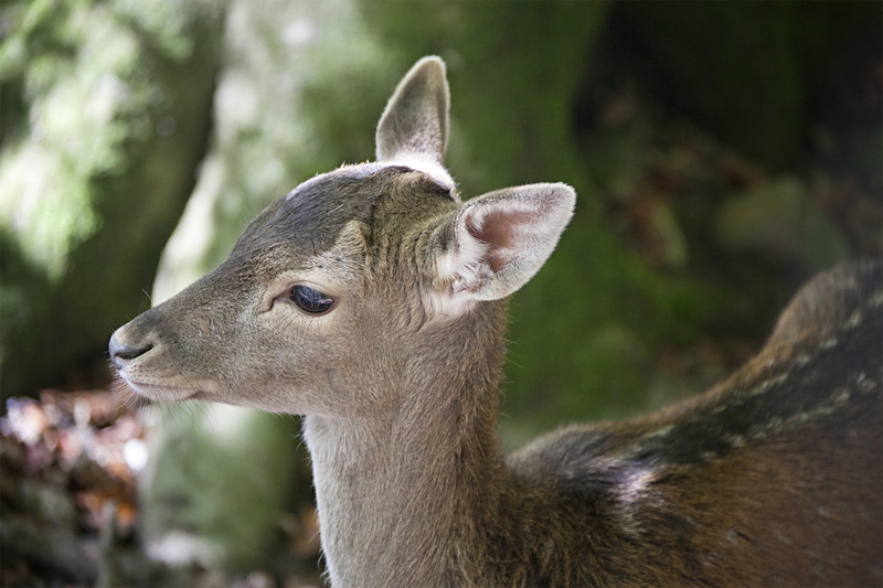 young animal, outdoors, forest, close-up, domestic animals, day, animals in the wild, roe deer, kitz, wild, herbivorous, animal world, nature, animal head