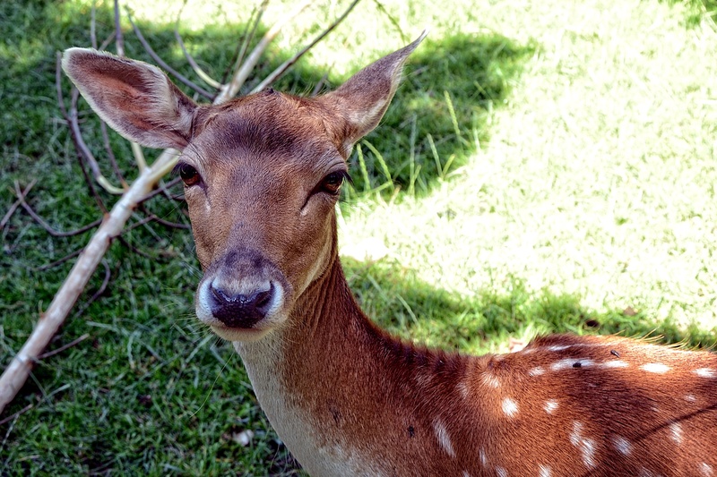plant, domestic animals, land, cute, brown, damm wild, field, animal world, head, day, female, looking at camera, deer, grass, nature, no people, damm animal