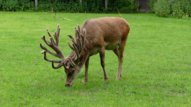 wild, animal themes, hirsch, mammal, animal, domestic animals, animals in the wild, animal wildlife, wild- and freizeitpark ostrittrum, nature, deer, enclosure