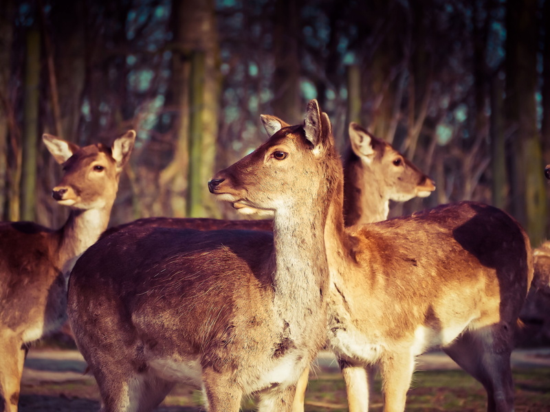 rehgruppe, tree, 4K, animal world, wild, spring, herbivorous, group of animals, plant, wildlife photography, standing, deer, damm wild, roe deer, doe
