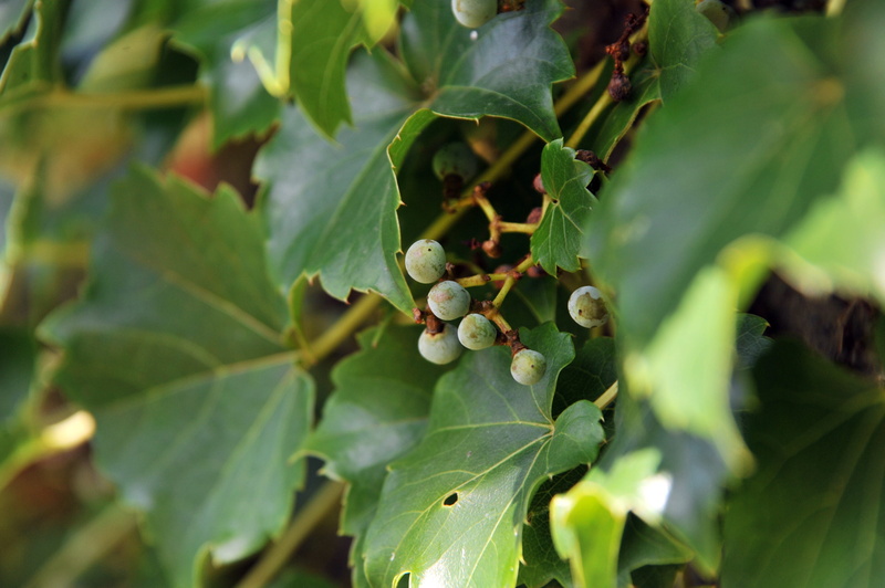 winemaking, 4K, fruit, day, plants, ripe, selective focus, plant part, growth, agriculture, healthy eating, nature, state of the union, freshness, beauty in nature