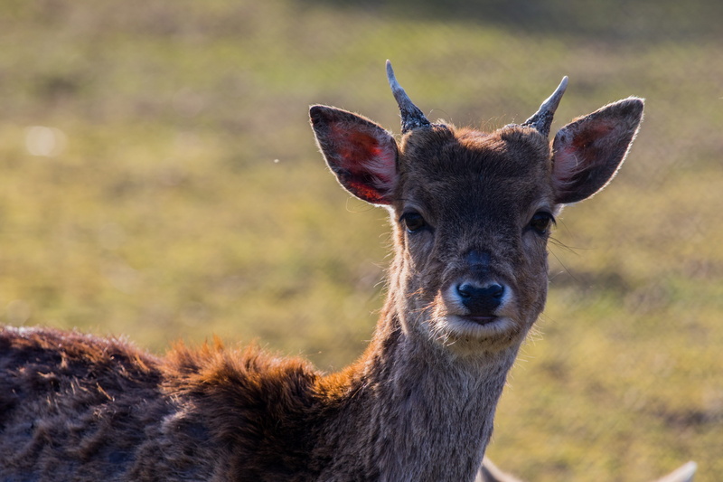 forest, animals in the wild, pillar, animal wildlife, red deer, vertebrate, domestic animals, male, antler, animal head, animal, roe deer, damm wild, one animal