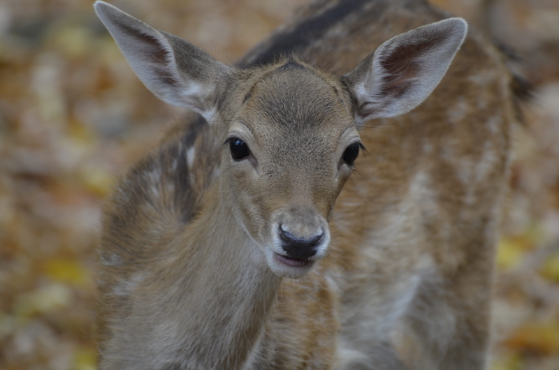 zoo, damm wild, no people, portrait, one animal, fawn, roe deer, animal body part, animal, 4K, focus on foreground, herbivorous, forest, looking at camera