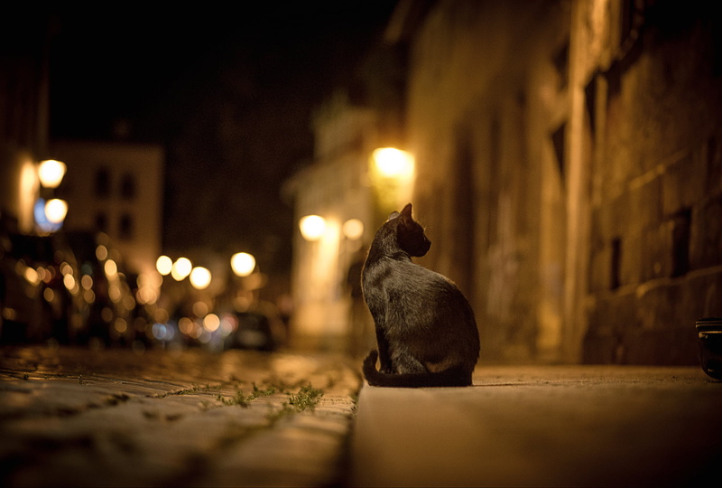 short, old-fashioned, pets, the sidewalk, city, road, ancient, black, light - Natural Phenomenon, spirituality, vertebrate, building exterior, cultures