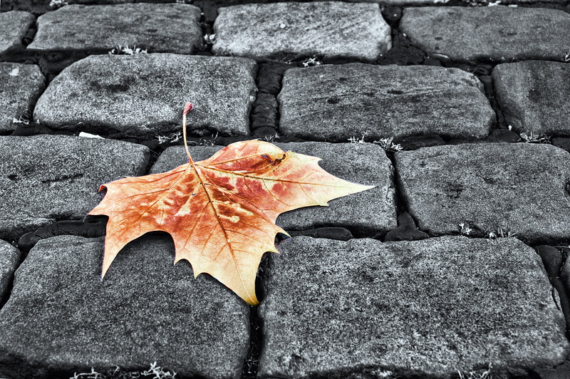 autumn, bokeh, sidewalk, 2K, yellow, sheet, pavers