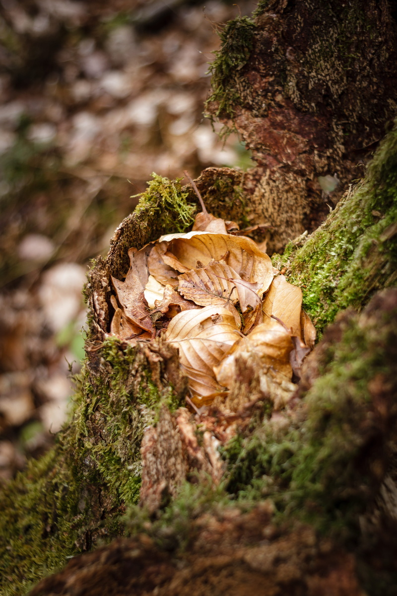growth, no people, moss, tree trunk, wood, autumn, trunk, forest, nature, land, niche, tree, outdoors, day, toadstool, food, beauty in nature, plant, selective focus