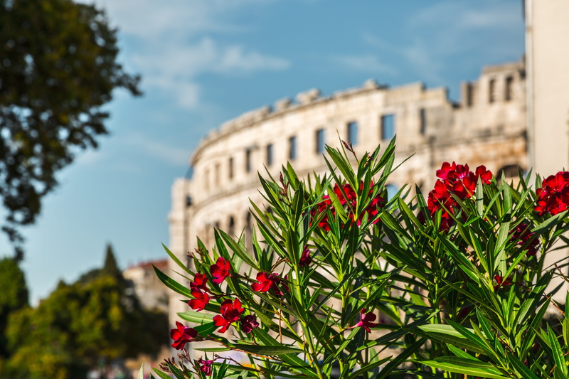 nature, croatia, plant, vulnerability, built structure, freshness, day, outdoors, city, history, flowering plant, the past, no people, building exterior