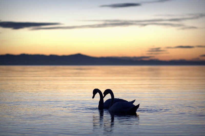 animals in the wild, vertebrate, animal wildlife, swans, evening light, sunset, outdoors, animal themes, nature, 4K, reflection, two, summer holiday, abendstimmung