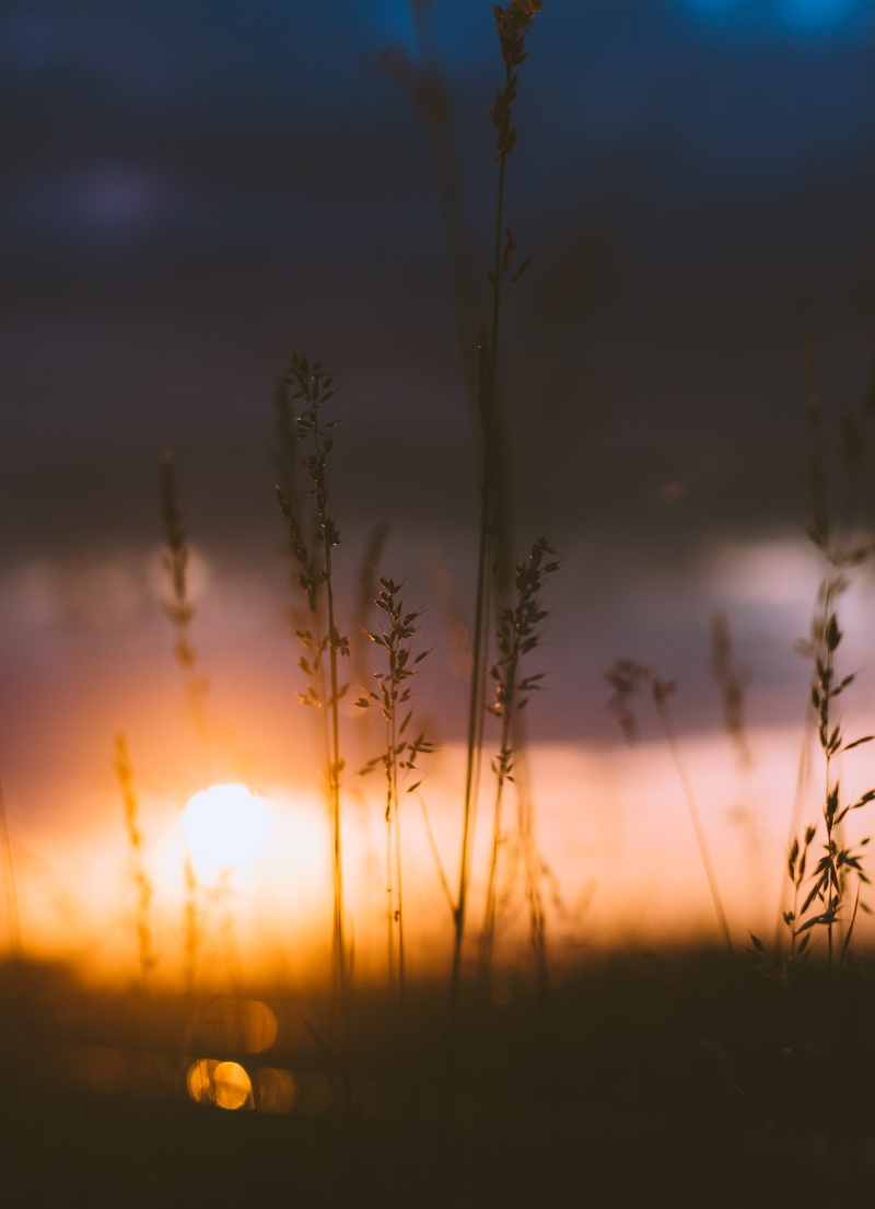 land, orange, cloudy, orange color, meadow, silhouette, sun, nature, bright, tranquility, stalk, morning, dusk, beauty In Nature, cloud - sky, tranquil Scene