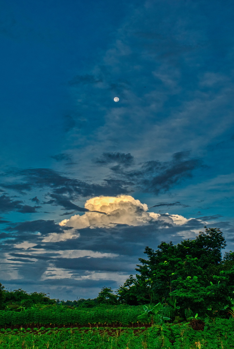 evening, summer, tranquil scene, no people, environment, light, idyllic, tree, green color, tranquility, cloud - sky, fair weather, scenics - nature, color
