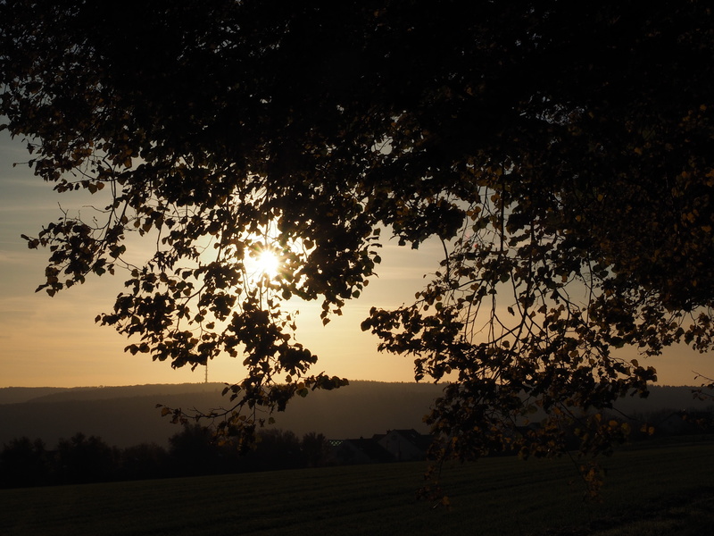sun, fall color, winter linde, landscape, environment, malvaceae, promenade, ulmer höhenweg, panorama trail, plant, growth, scenics - nature, tilioideae