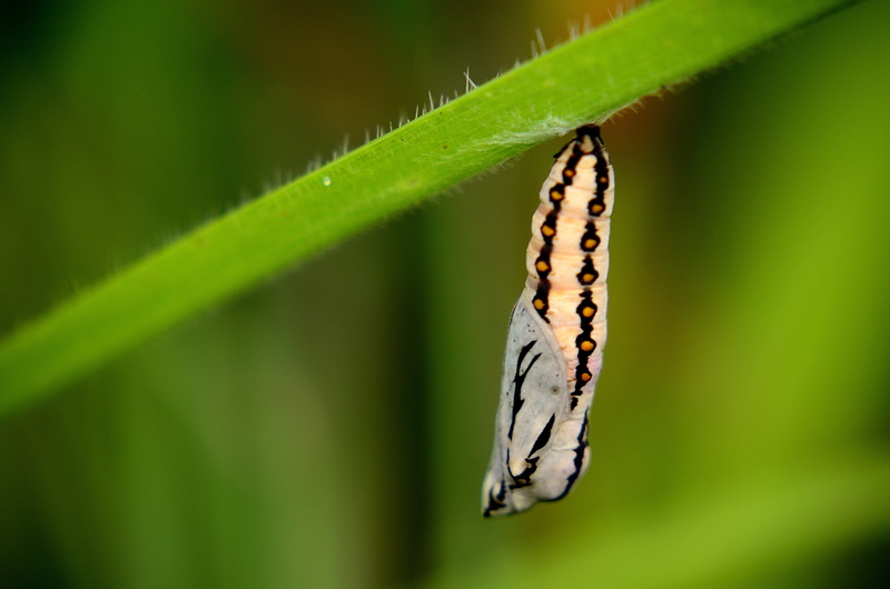 animal body part, insect, animal, animals in the wild, animal wildlife, animal themes, butterfly, 4K, outdoors, plant part, day, transformation, invertebrate