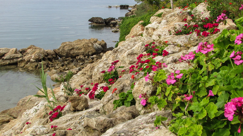 day, flowering plant, tranquility, Beach, rock - object, land, water, rocky coastline, no people, freshness, nature, tranquil scene, flower, growth, flowers