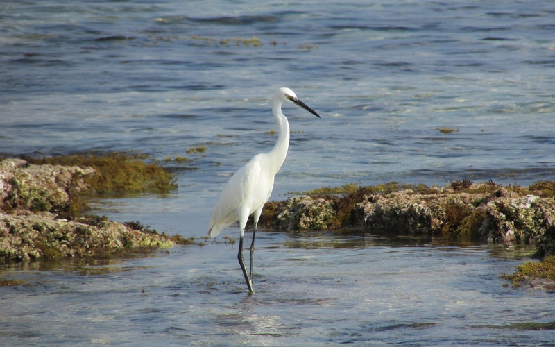 water, animals in the wild, 720P, great egret, vertebrate, Cyprus, egret, crane - bird, bird, nature, white color, water bird, one animal, rocks, Heron in Protaras