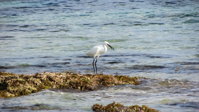 no people, nature, motion, one animal, beach, animal wildlife, animal themes, heron, vertebrate, water, day, 4K, animals in the wild, land, sea, eating