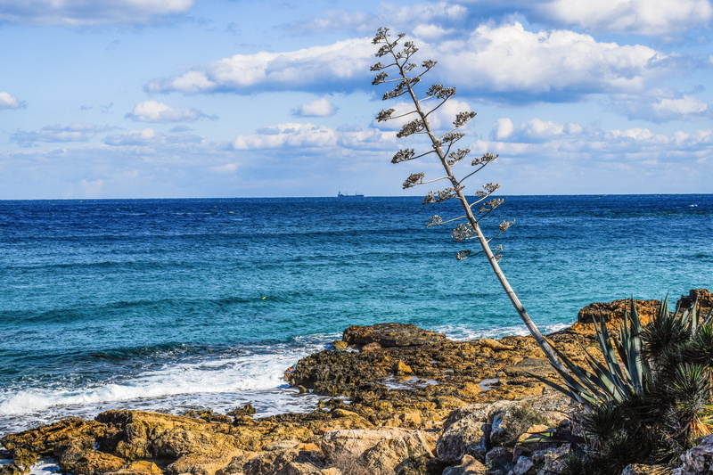 beauty in nature, Tree, Landscape, beach, solid, scenery, Sea, rock - object, horizon, Coast, cyprus, tranquility, no people, blue, protaras, scenics - nature