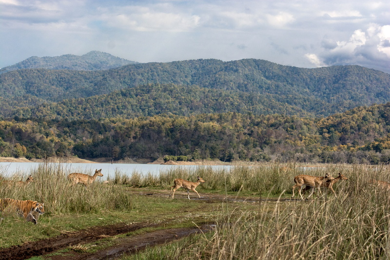 animals And Pets, deer, animals in the wild, animal wildlife, outdoors, mammal, animal, Landscape, no people, pasture, Ramnagar, rural Scene, public domain