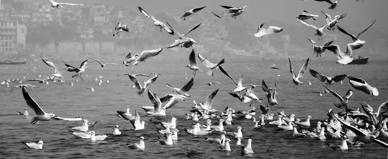 large group of animals, vertebrate, silhouette, no people, animal, Design, seagull, flock of birds, sea, Bird, nature, asian, animal themes, Landscape