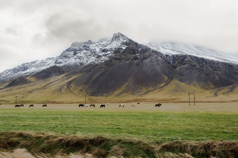 snowcapped mountain, scenics, group of animals, outdoors, mountain peak, wide, mammal, beauty in nature, sky, mountain range, land, Iceland, angle, 1080P