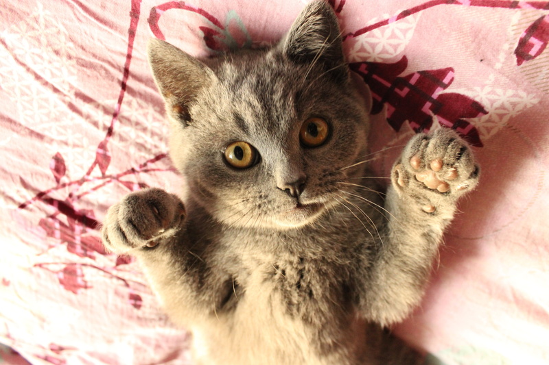 paw, pets, animal, surrender, one animal, 5K, no people, british short, give up, pink, cat, funny, animal eye, upward, mammal, kitten, domestic, brown