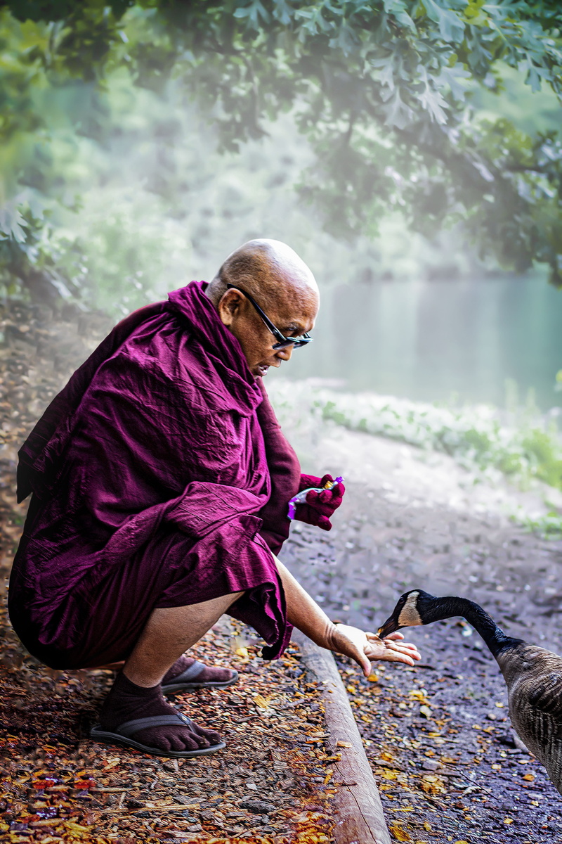 casual clothing, day, sitting, adult, mahathera, buddhist, one person, feeding, leisure activity, compassion, metta, one animal, real people, theravada buddhism