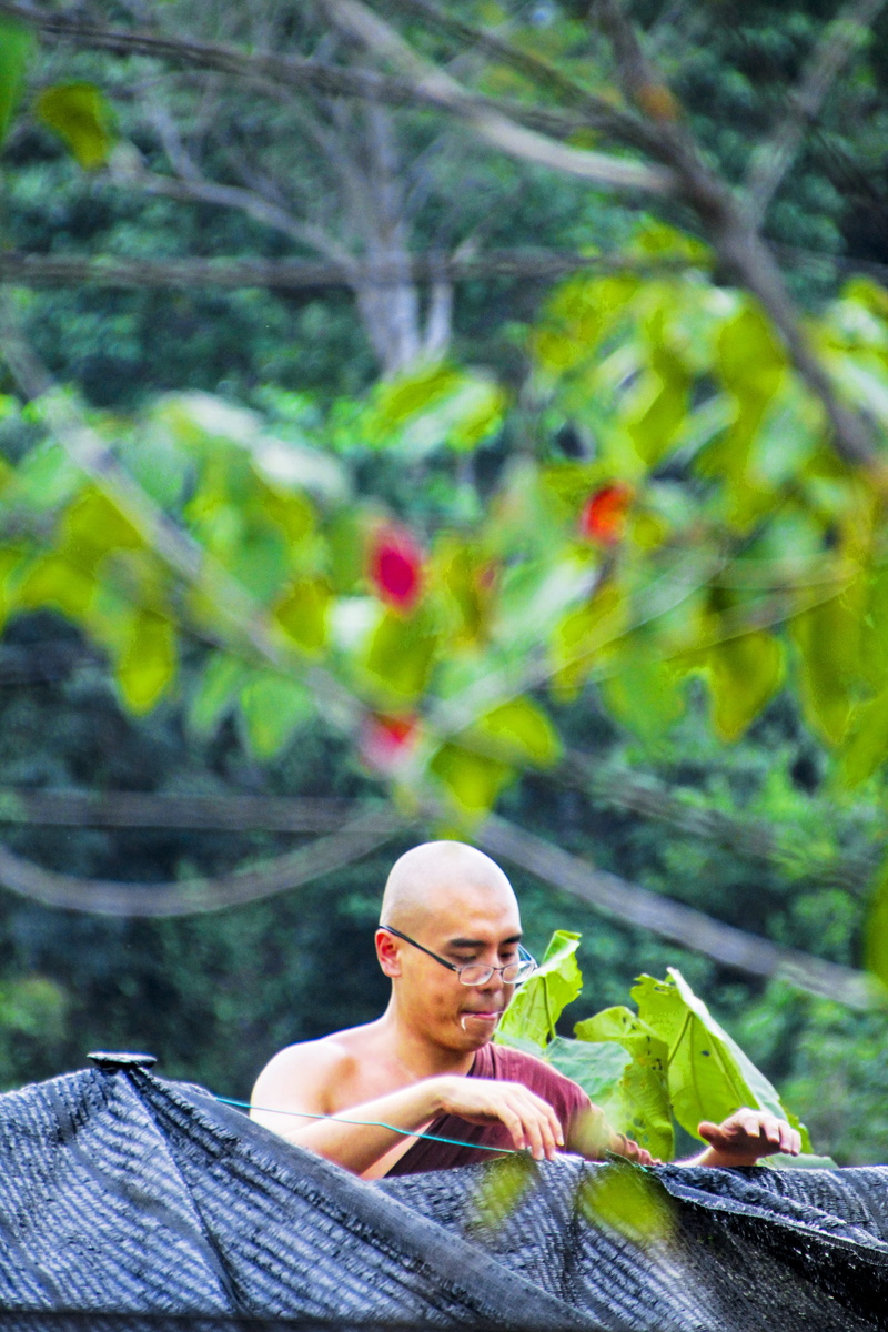 young men, mid adult, tree, monk at work, Bhikkhu, nature, Monk, leisure activity, only men, theravada monk, land, adults only, plant, service, adult, buddhist monk