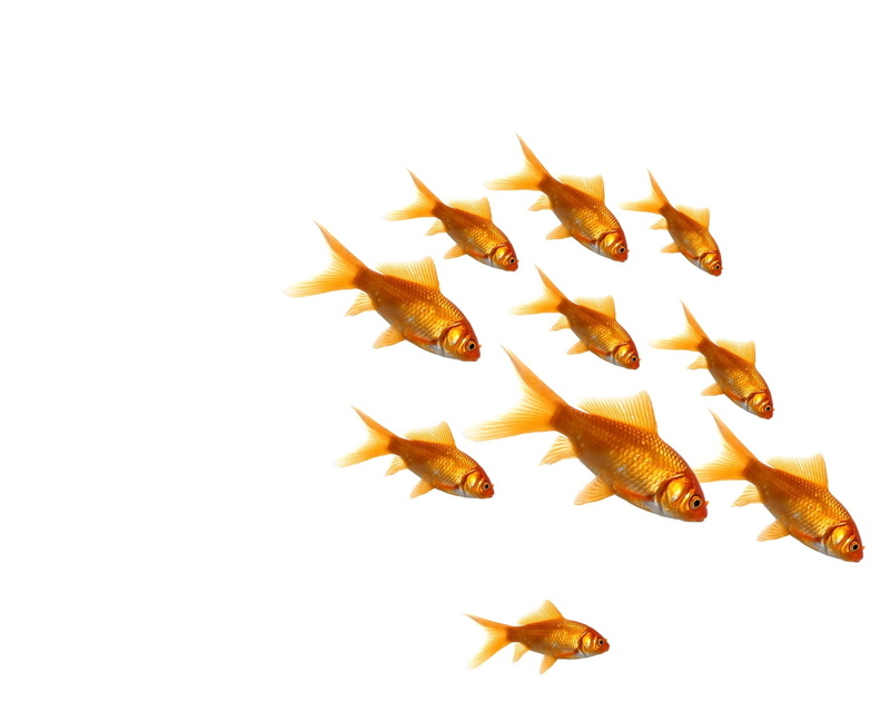 no People, animals in the wild, backgrounds, 720P, indoors, jump, group of animals, underwater, white Background, yellow, still life, carp, multi Colored