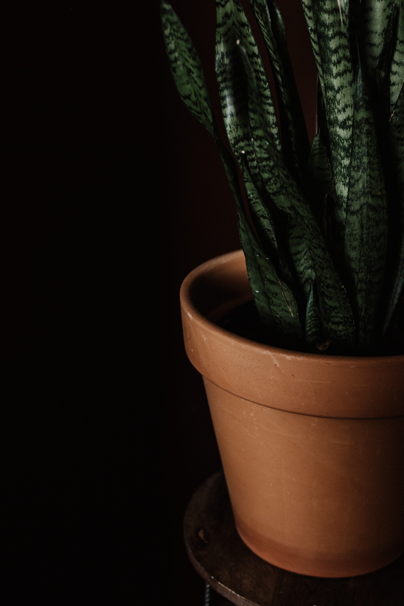 still life, pot, wood - material, indoors, leaf, 5K, succulent plant, container, houseplant, no people, brown, growth, plant part, copy space, potted plant