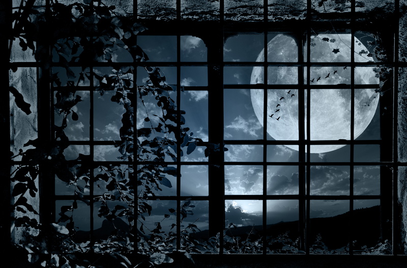 window, moon, grille, bindweed, birds, plant, night, flock, mood, 4K, bokeh