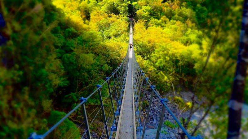 forest, national park, built structure, rope, autumn, franz josef glacier, day, rope creek, rope bridge, tree, new zealand, change, nature, valley, bridge