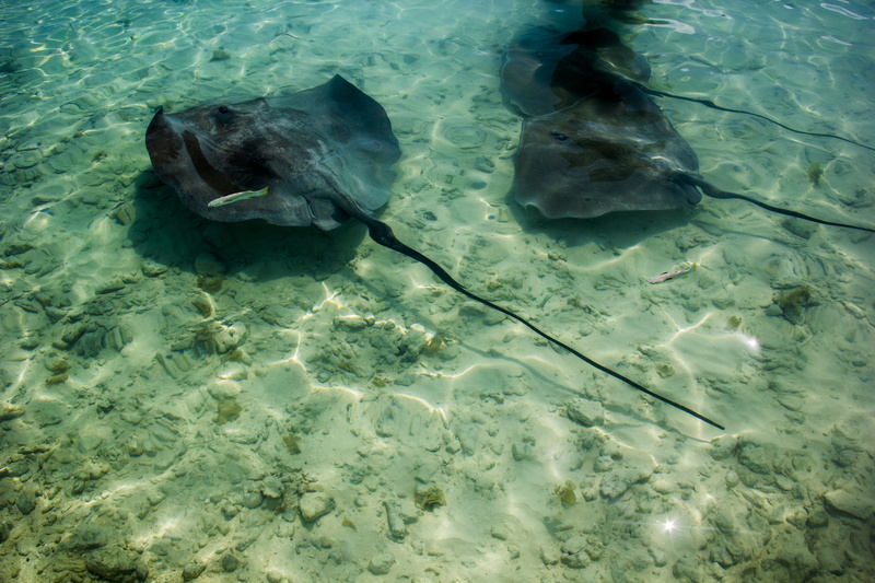 black, vertebrate, transparent, waterfront, aquarium, animal themes, fish, combo, stingray, high angle view, animal wildlife, no people, swimming, three