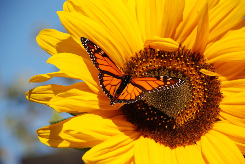 pollination, butterfly - insect, petal, sunflower, yellow, flower, vulnerability, 4K, close-up, flowering plant, animal themes, flower head, one animal