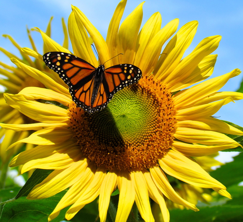 plant, close-up, invertebrate, butterfly, summer, animal themes, beauty in nature, flower, pollination, sun, freshness, flower head, growth, 2K, animal wildlife