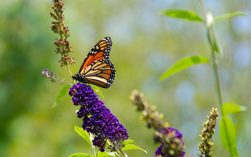 monarch, Flowers, 1080P, Nature, Purple, Summer, Butterfly