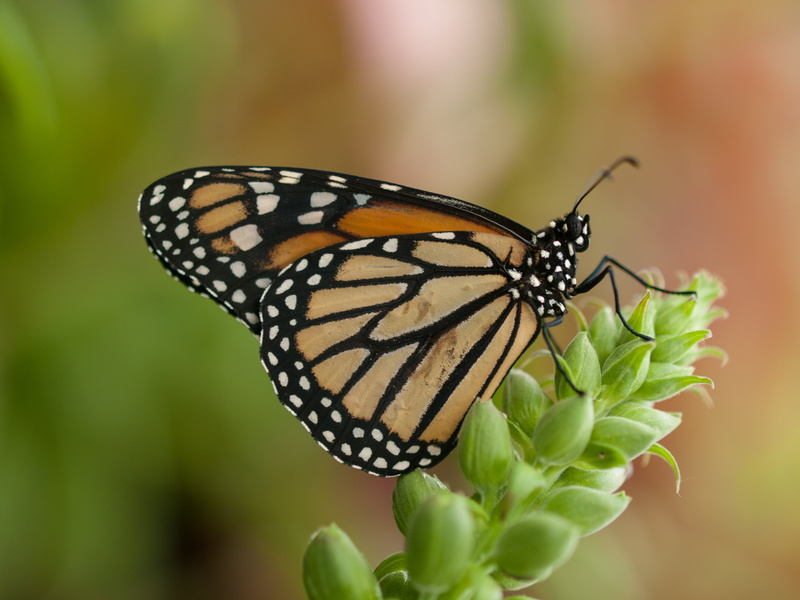 butterfly, animal Wing, USA, holiday, Conservatory of Flowers, west coast, portfolio, Golden Gate Park, wildlife, butterfly - Insect, captivity, closeup