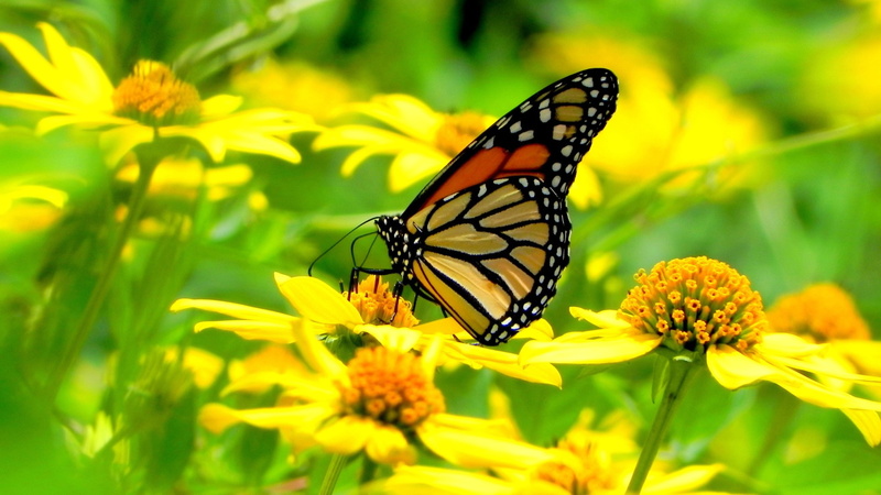 nature, 5K, close-up, one animal, beauty in nature, pollen, hd, animal, mobile, invertebrate, flowering plant, yellow, butterfly - insect, monarch, animal themes