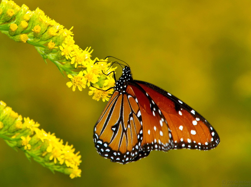 butterfly, flowers, animals, monarch, 2K