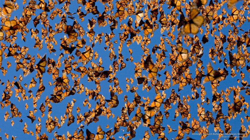 butterflies, michoacan, monarch, 2K, Animals, wintering, mexico