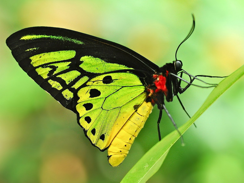 1080P, monarch, Grass, Butterfly, green, black, Leaf