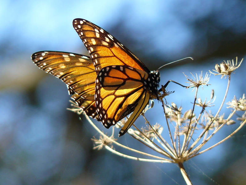 close-up, animal themes, yellow monarch butterfly image, insect, animal wing, one animal, butterfly, animal body part, invertebrate, pollination, nature