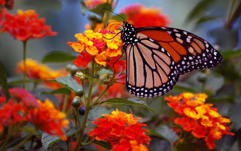 butterfly, monarch, flower, 1080P, nature, animal, animals