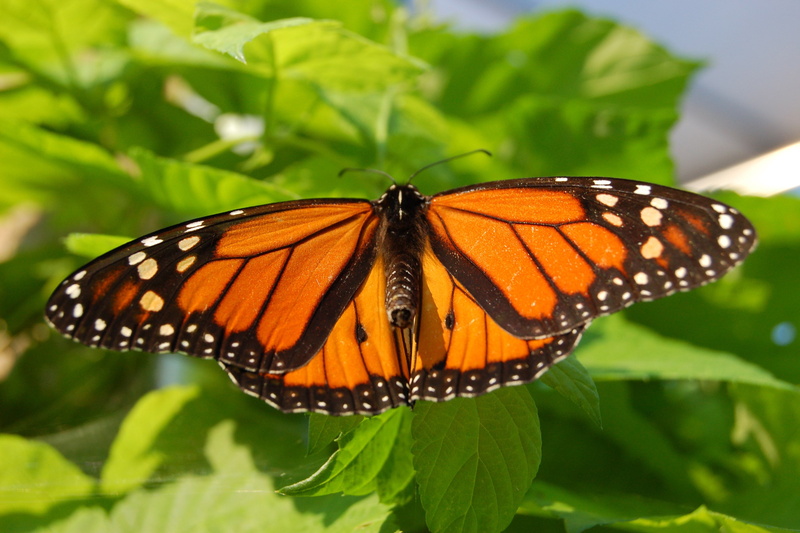 invertebrate, butterfly - insect, leaf, insect, animal wing, plant, plant part, butterfly, one animal, close-up, focus on foreground, beauty in nature