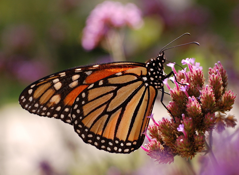 flower head, one animal, fragility, animal themes, close-up, outdoors, petal, vulnerability, purple, butterfly - insect, animal wing, freshness, plant