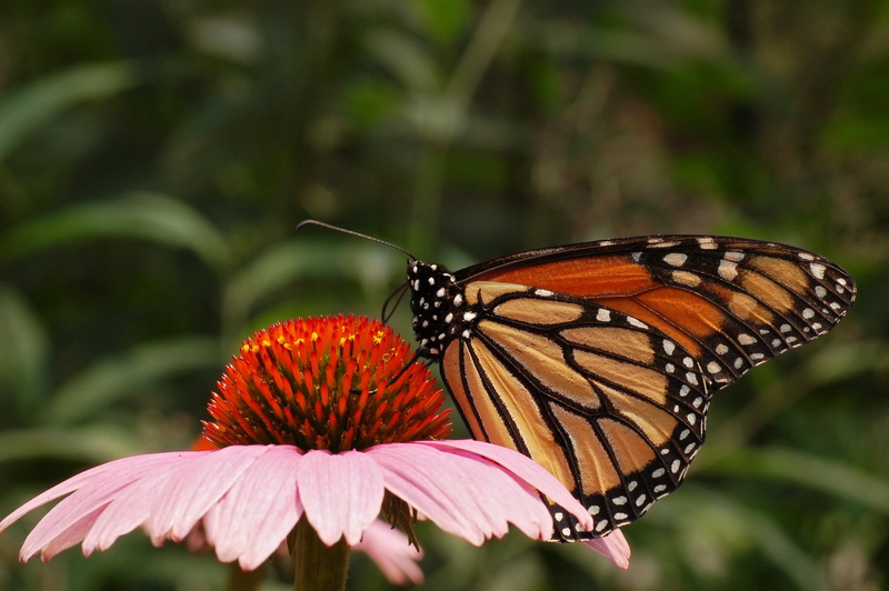 animal wildlife, plant, insect, fragility, animal themes, one animal, vulnerability, close-up, pollination, animal, invertebrate, petal, butterfly - insect