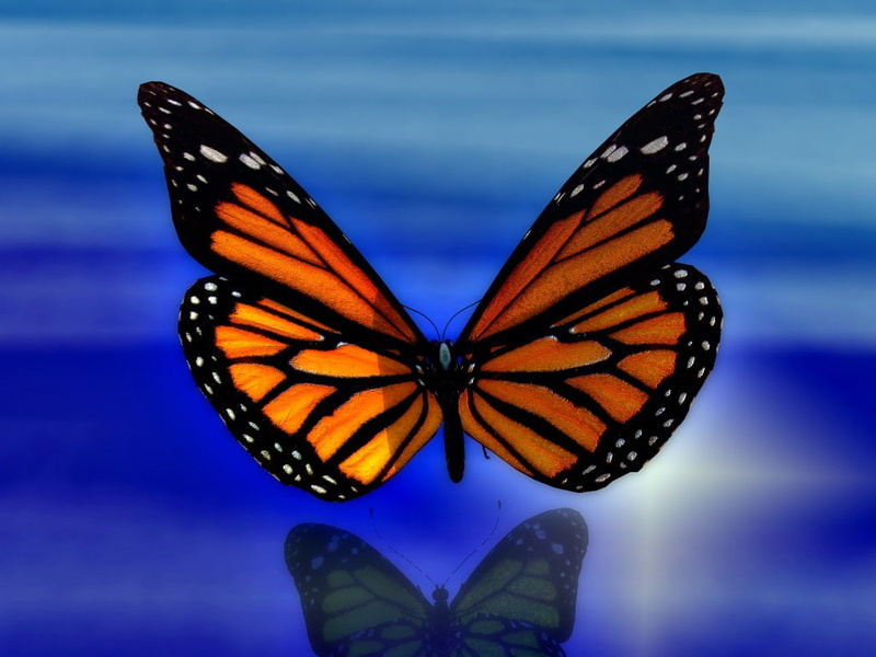 artwork, hd, butterflies, wings, monarch, animals, 480P, art